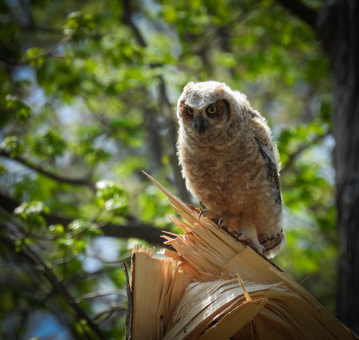 Great Horned Owl - ML617556760