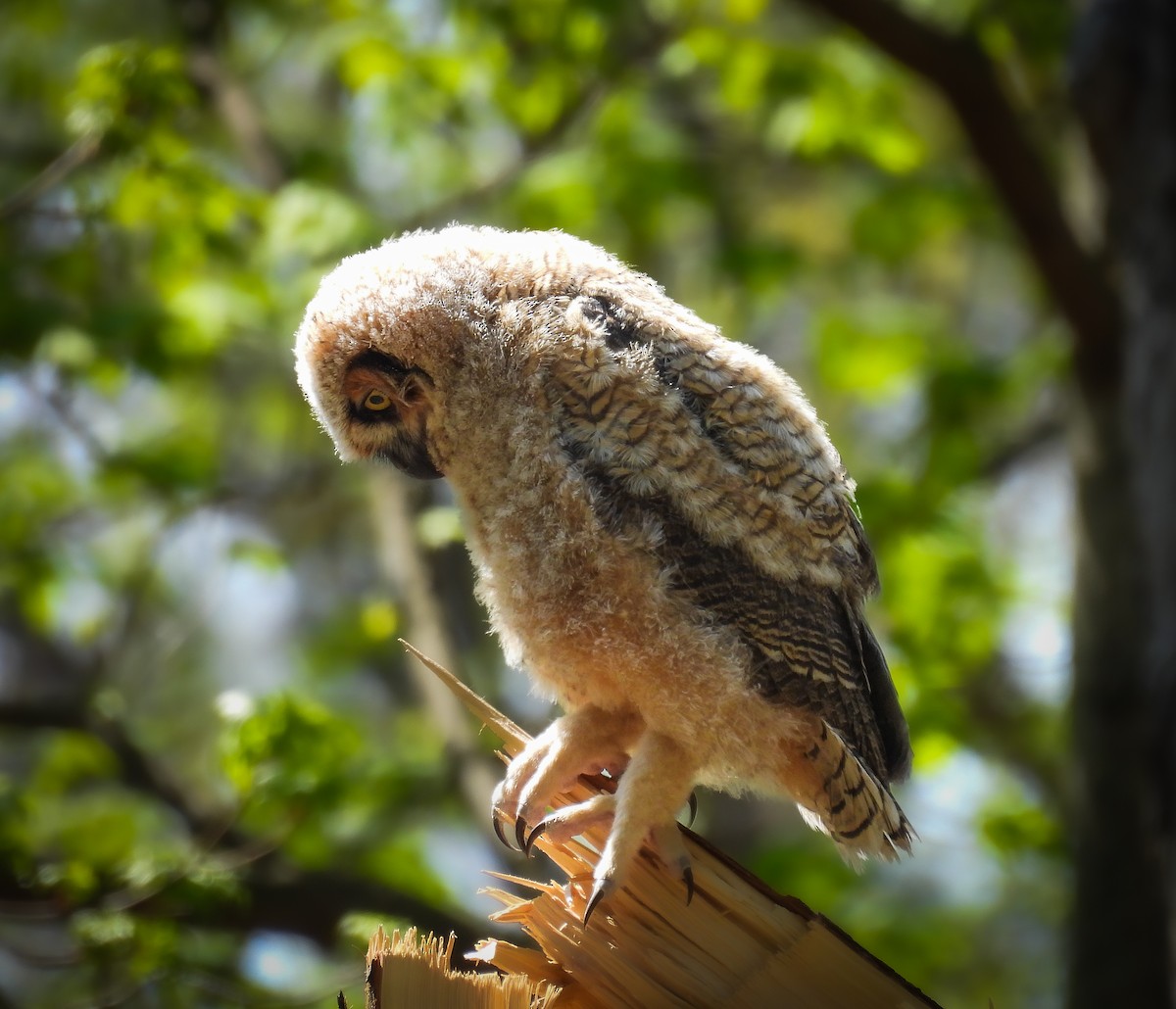 Great Horned Owl - ML617556774