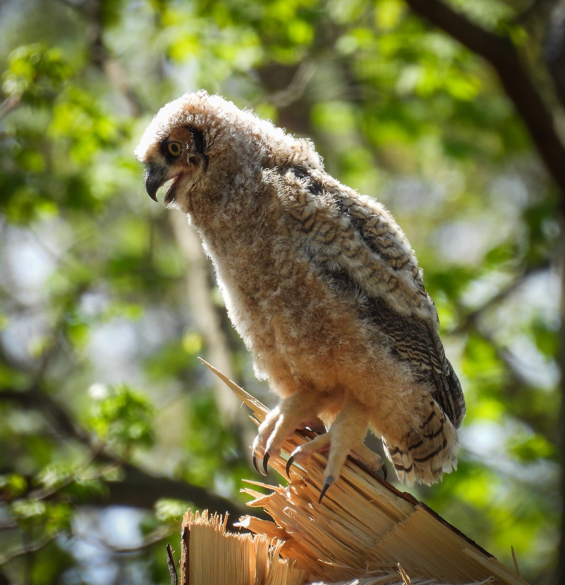 Great Horned Owl - ML617556776