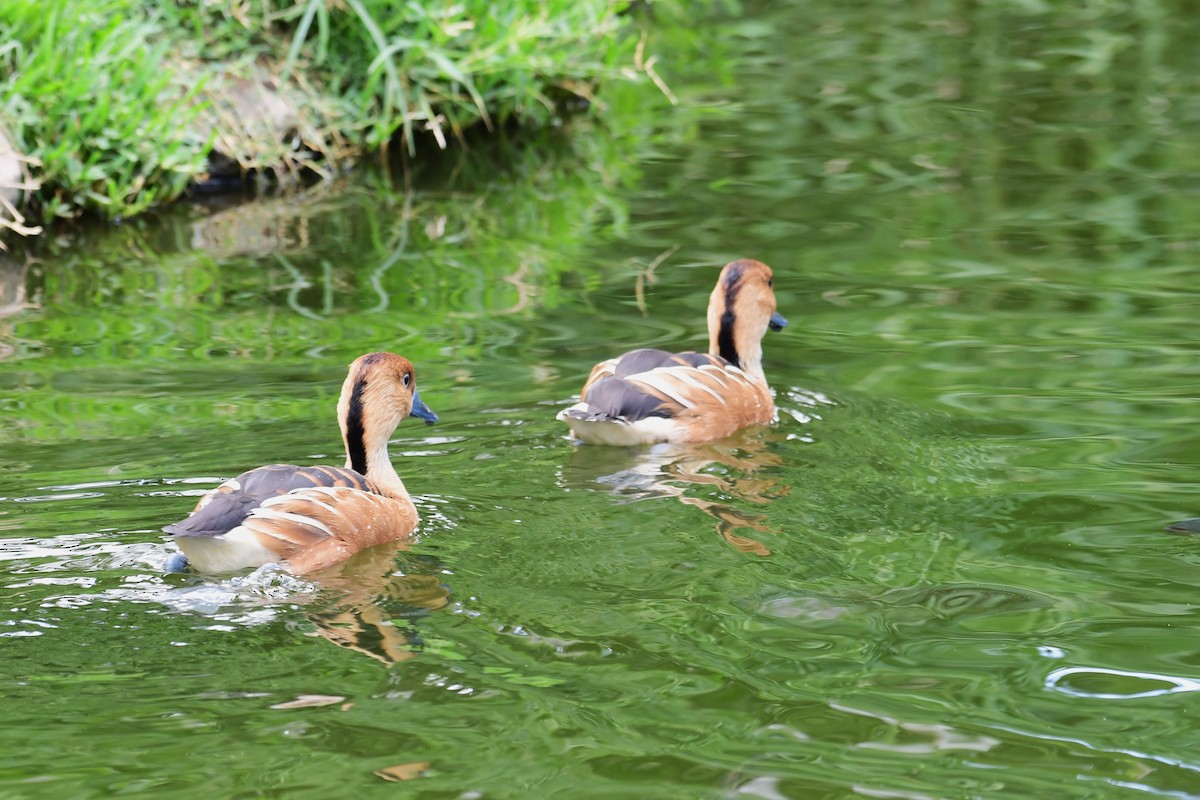 Fulvous Whistling-Duck - ML617556777