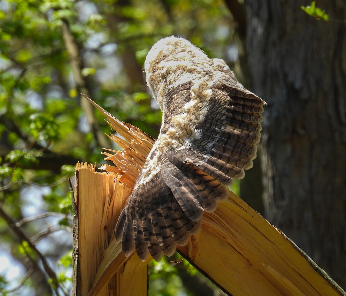 Great Horned Owl - ML617556797