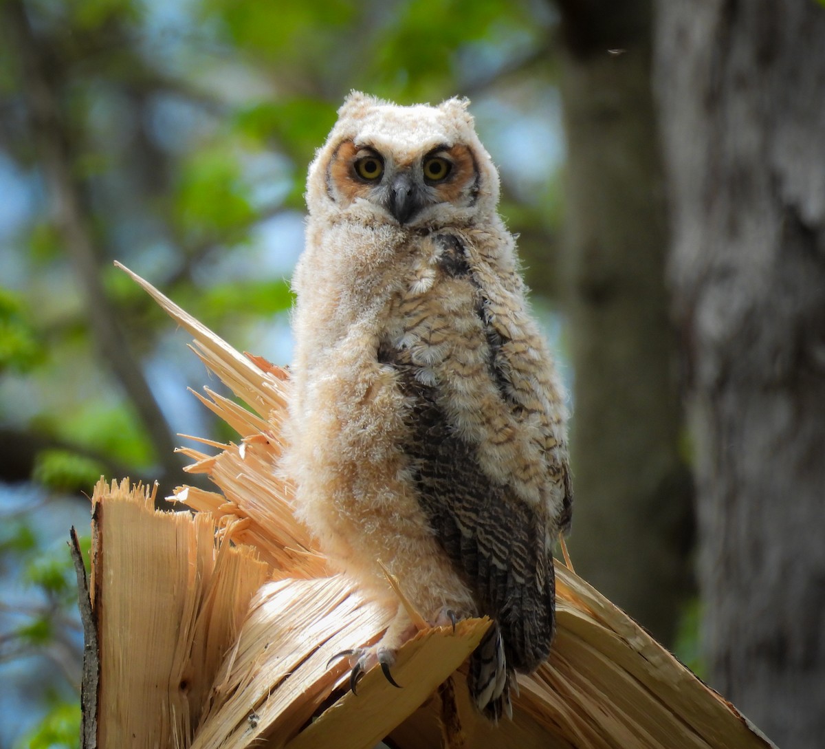Great Horned Owl - Adele Clagett