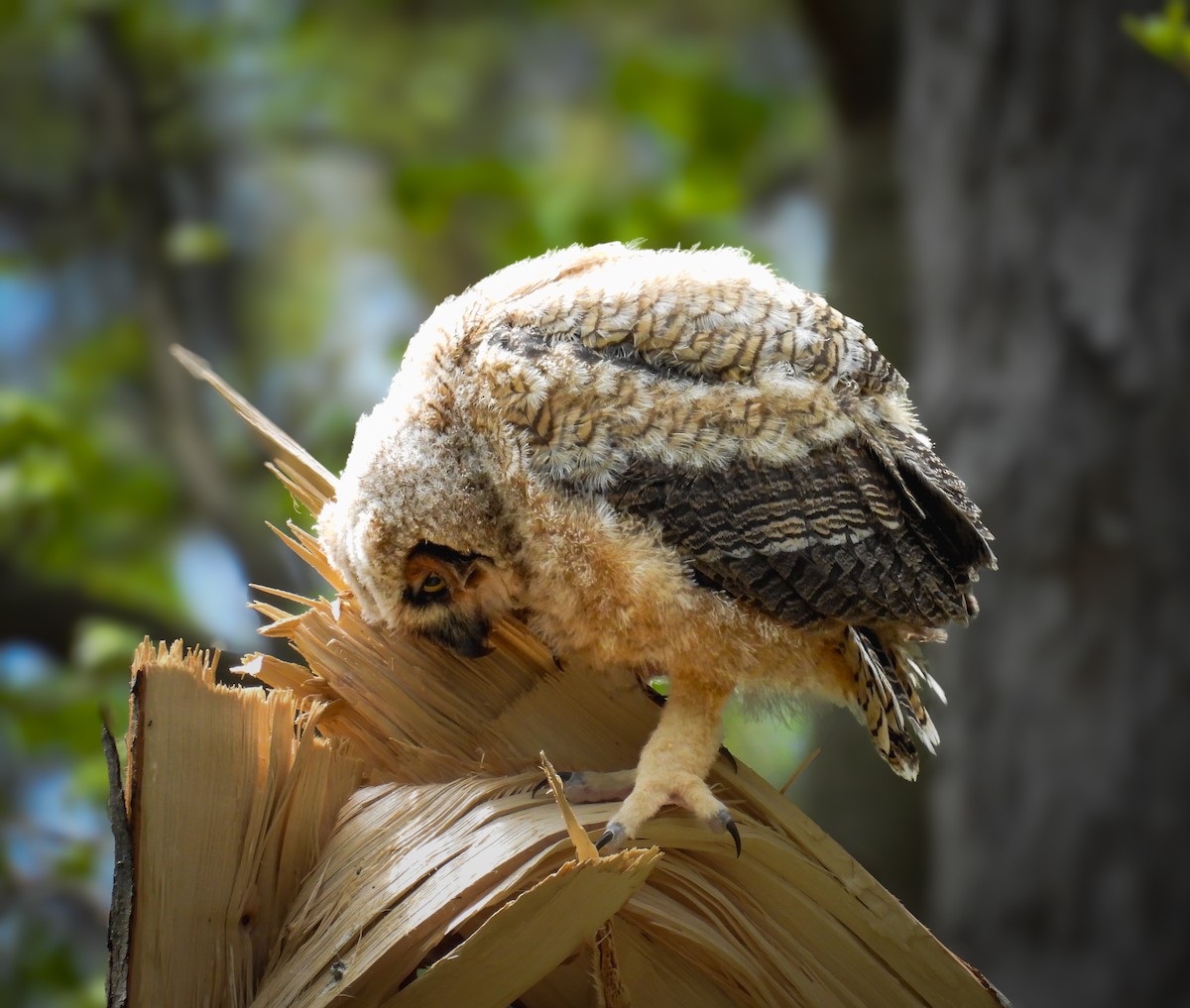 Great Horned Owl - ML617556801