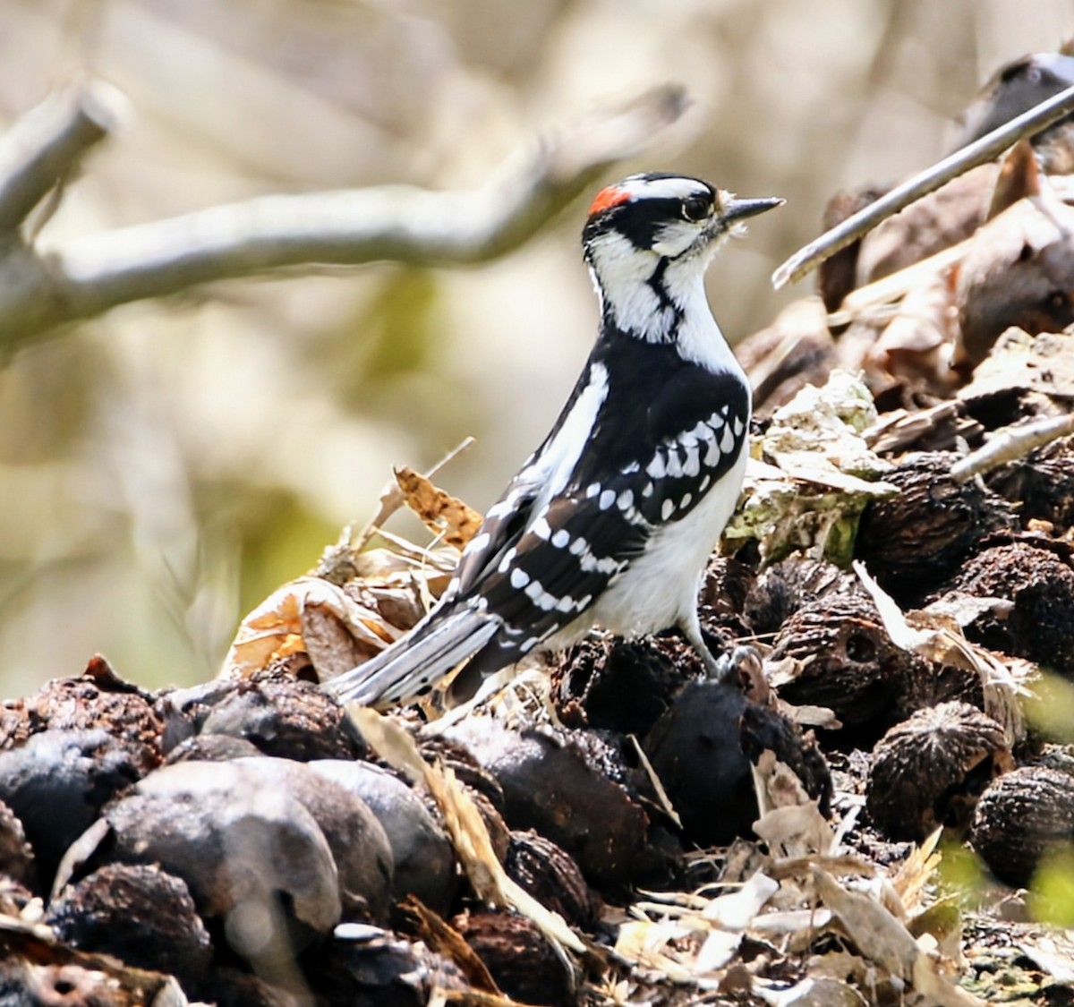 Downy Woodpecker (Eastern) - Phil Mills