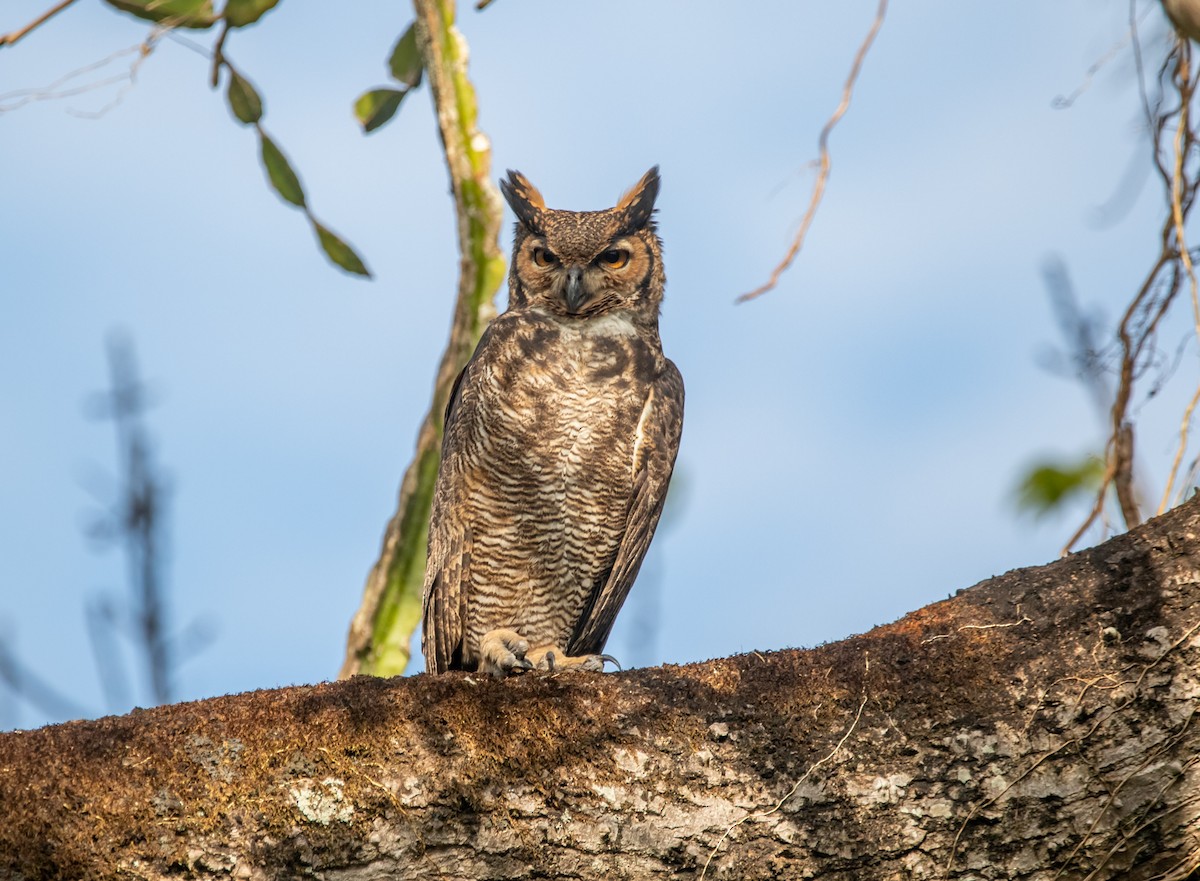 Great Horned Owl - Fernanda Fernandex