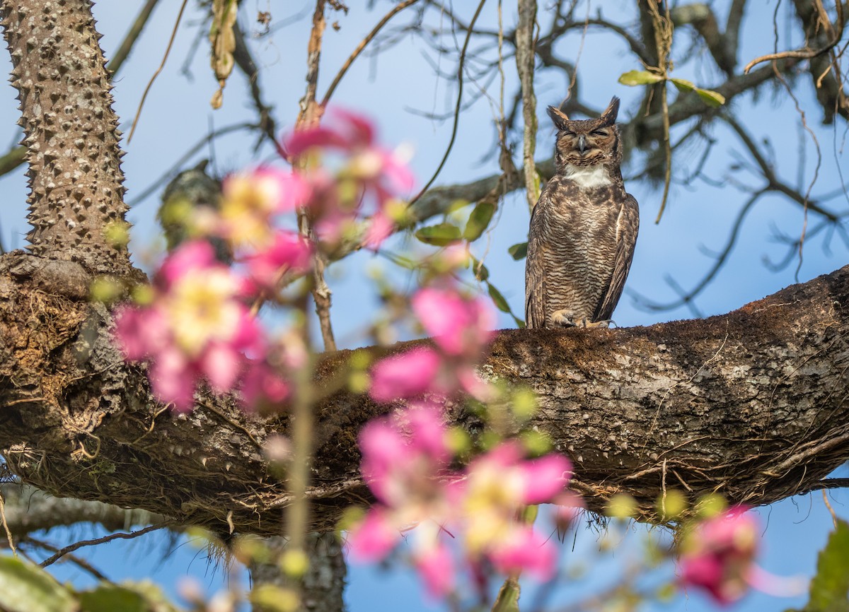 Great Horned Owl - ML617556871