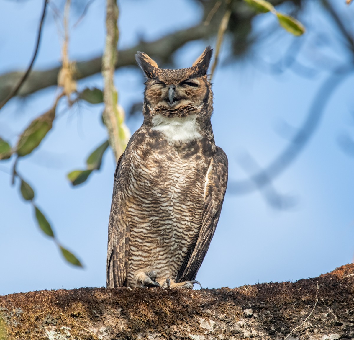 Great Horned Owl - ML617556872