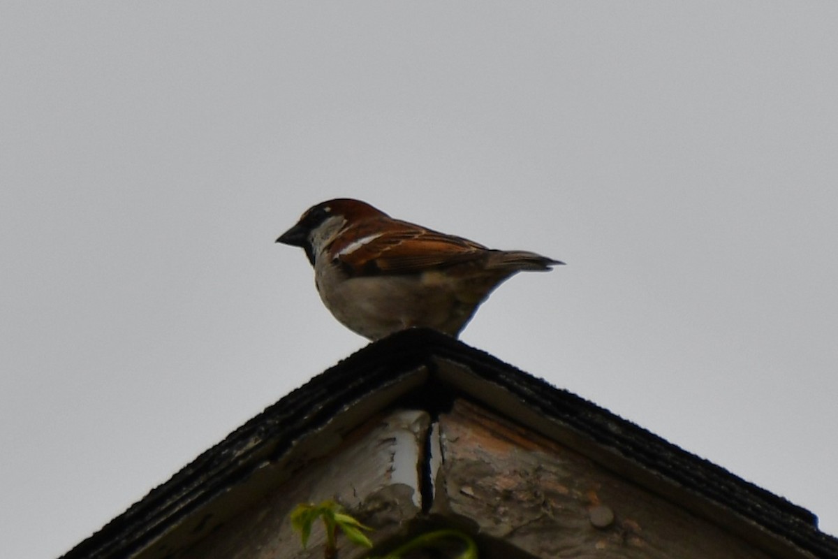 House Sparrow - ML617556889