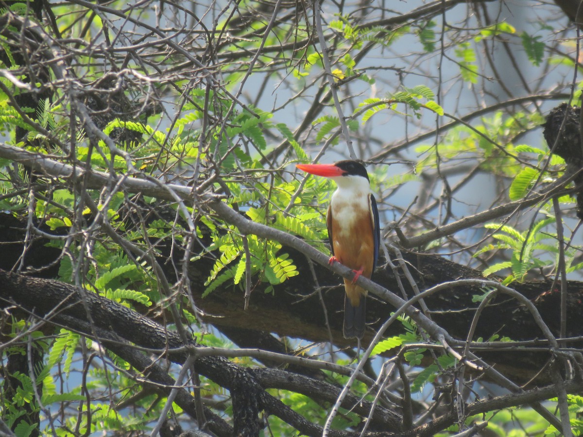 Black-capped Kingfisher - Ye Wint Phyoe
