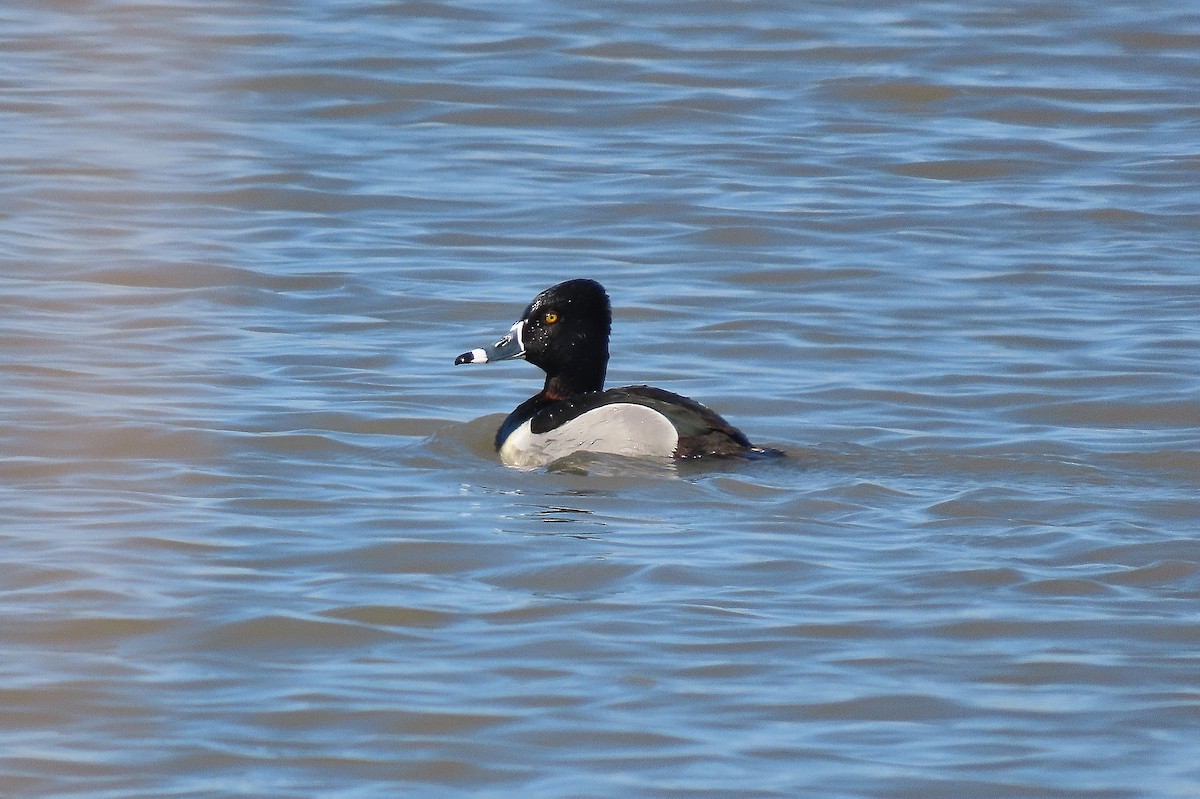Ring-necked Duck - ML617556956