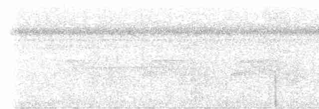 Kurzschwanz-Ameisenvogel - ML617556973
