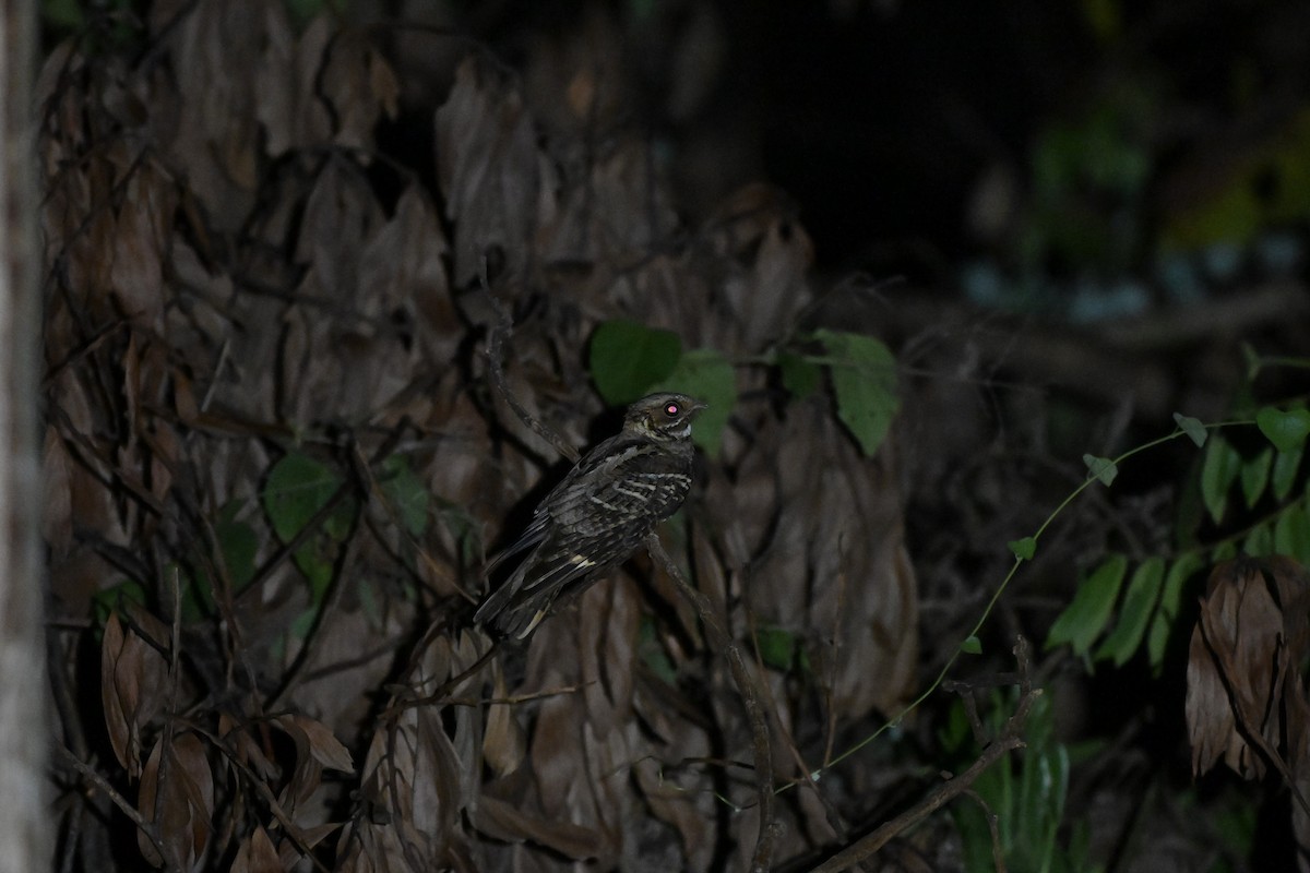Large-tailed Nightjar - Nattagornb Poonmukdhamne