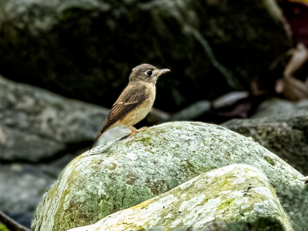 Brown-breasted Flycatcher - Chonseng Sangma