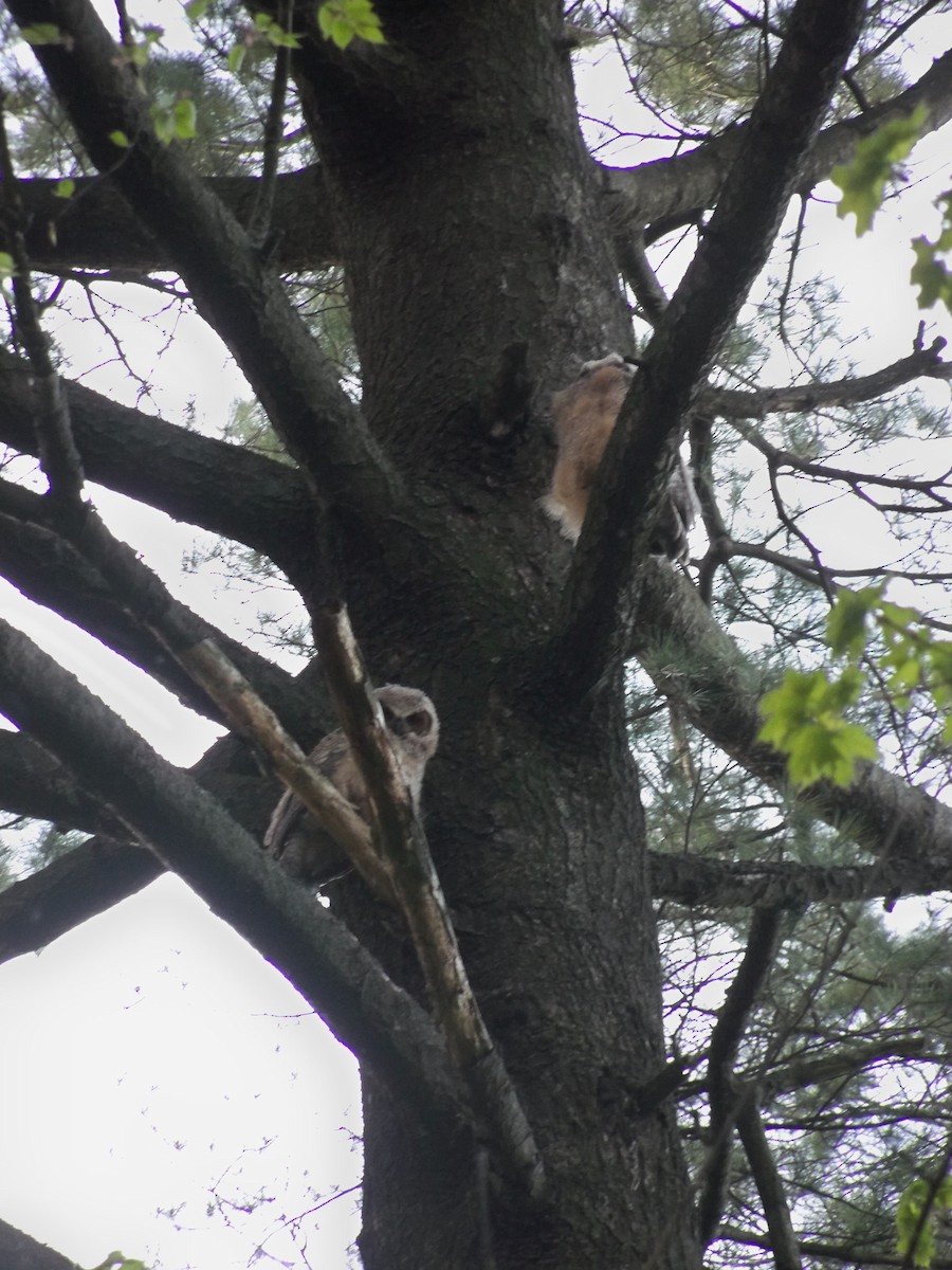 Great Horned Owl - ML617557072