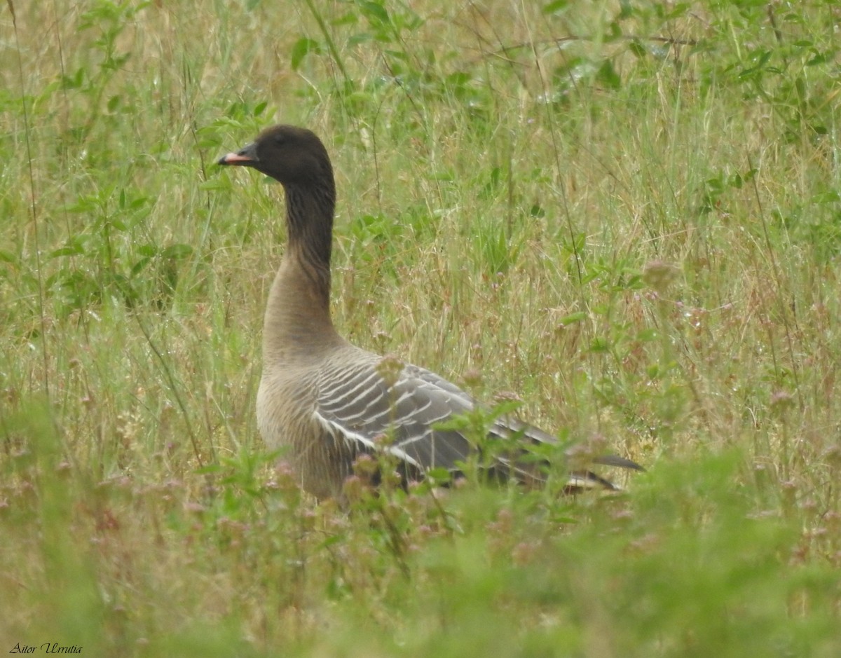 Pink-footed Goose - ML617557097