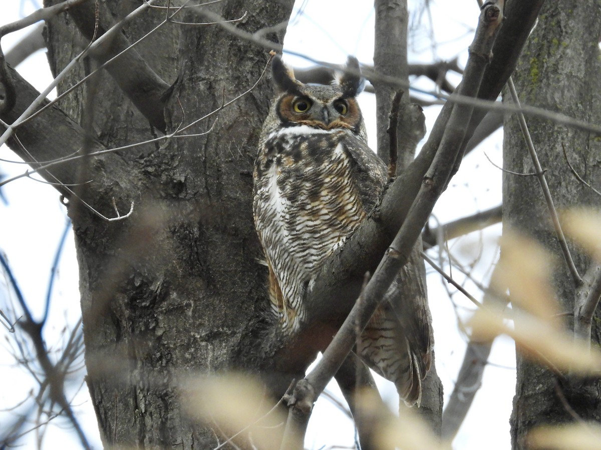 Great Horned Owl - ML617557128