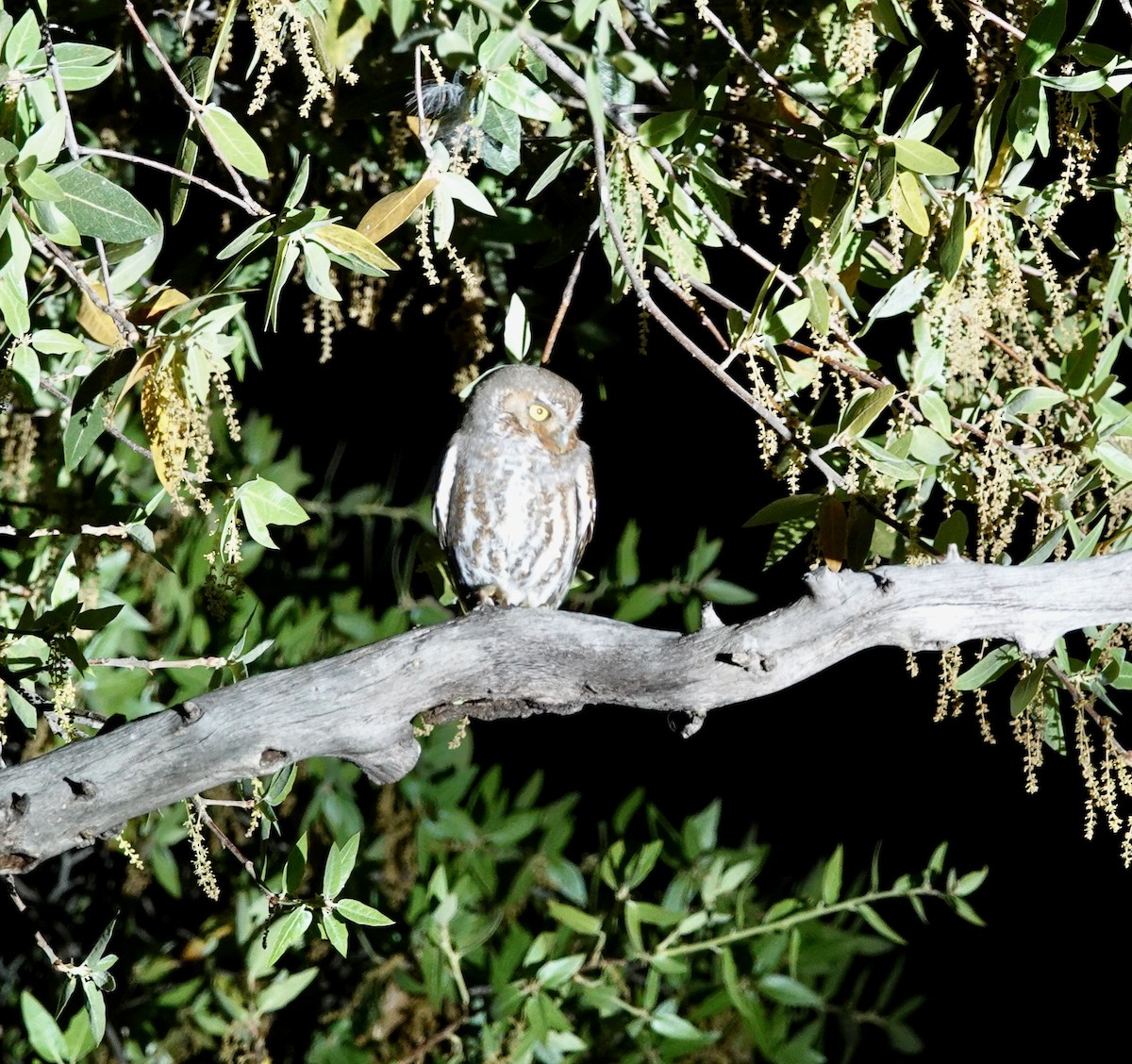 Elf Owl - deidre asbjorn