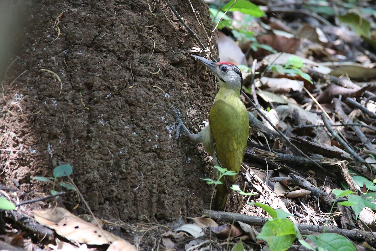 Gray-headed Woodpecker (Black-naped) - ML617557142
