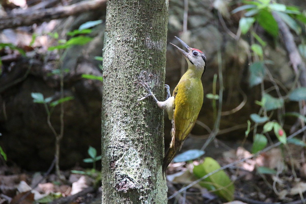 Gray-headed Woodpecker (Black-naped) - ML617557143