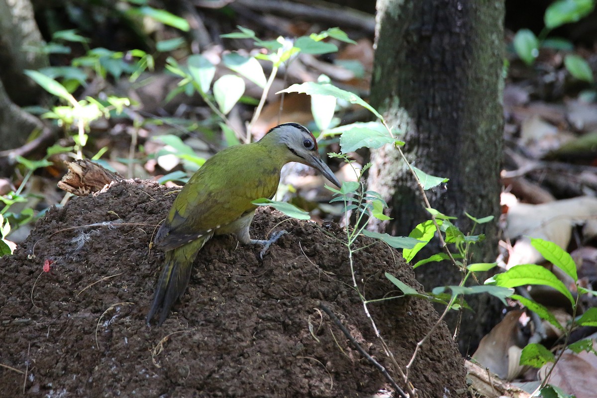 Gray-headed Woodpecker (Black-naped) - ML617557147