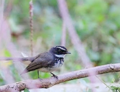 Spot-breasted Fantail - ML617557154