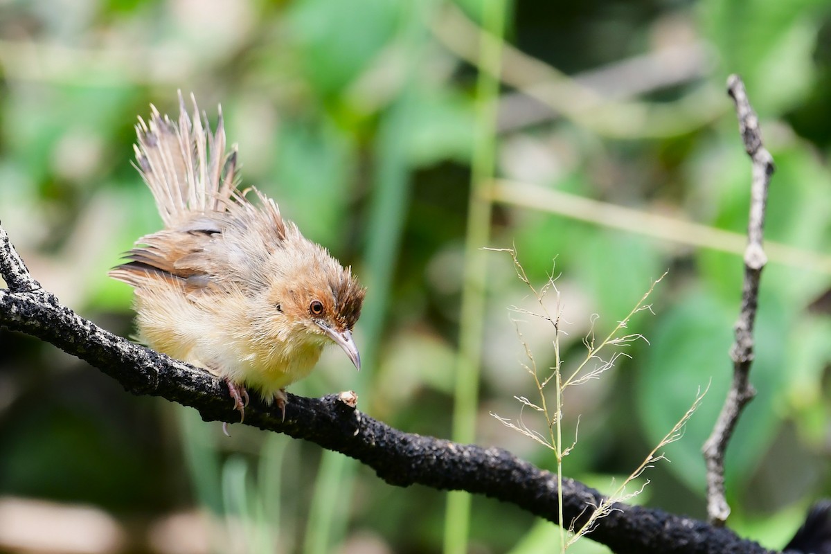 Red-faced Cisticola - Ian Brown