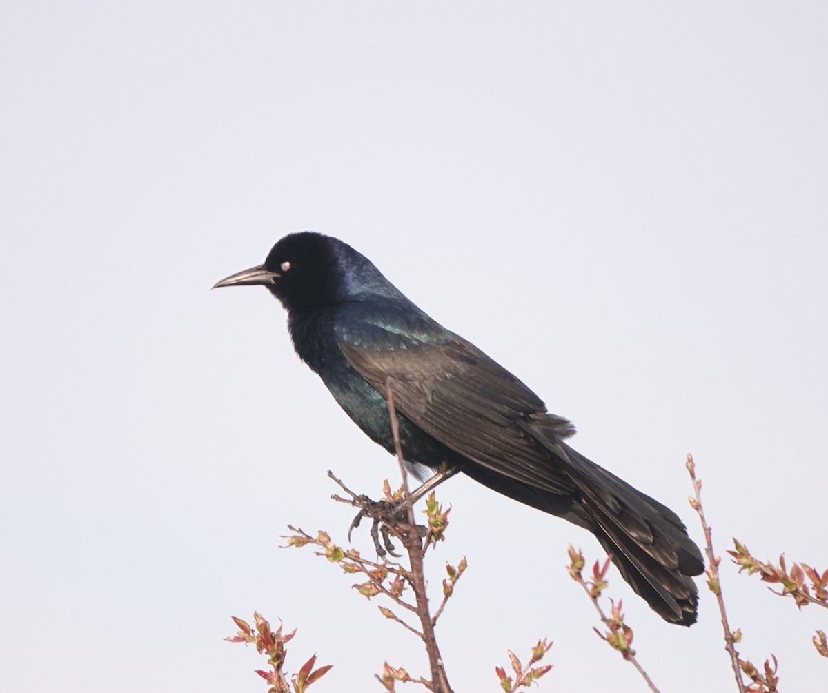 Boat-tailed Grackle - ML617557180