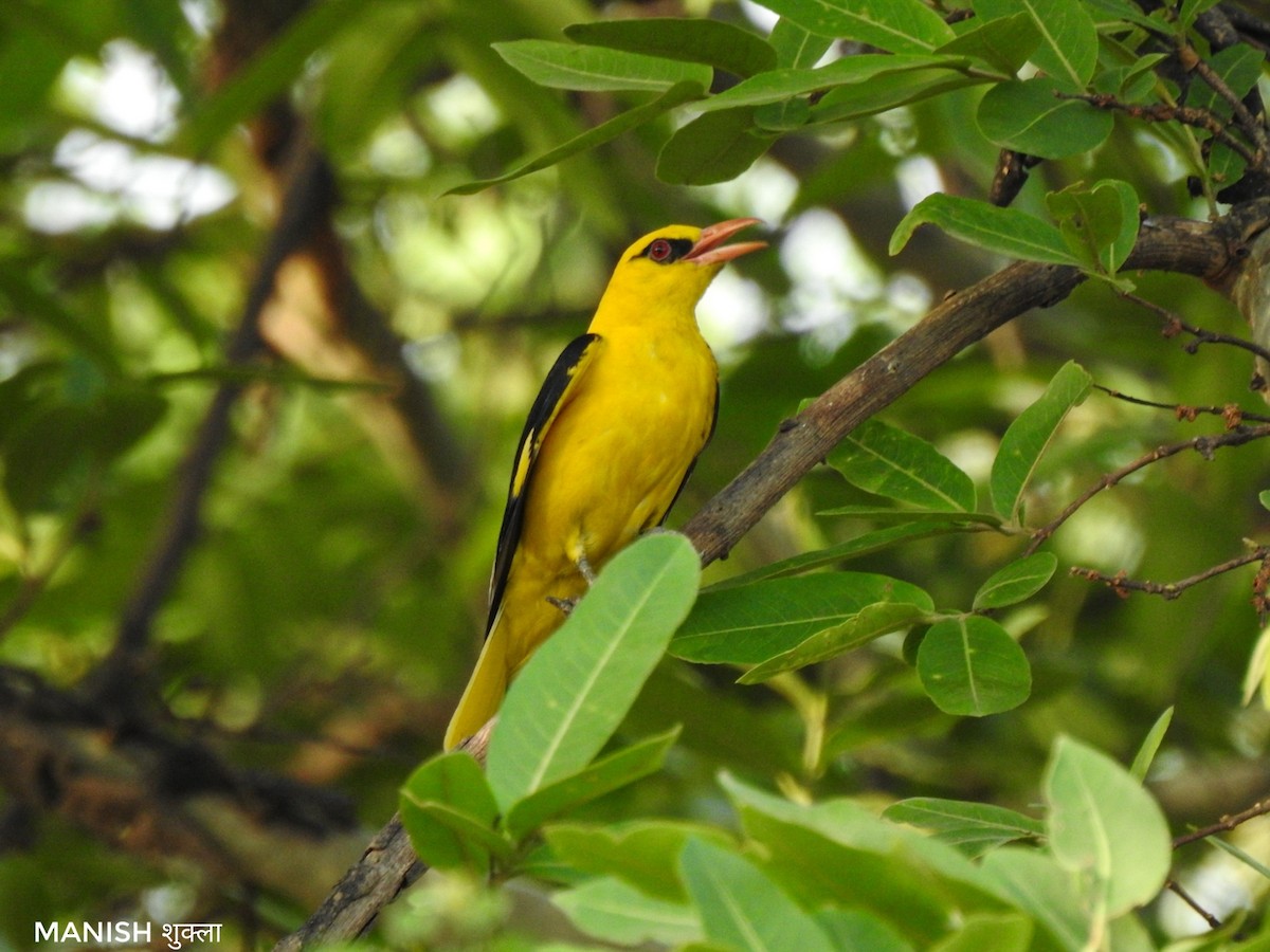 Indian Golden Oriole - ML617557188