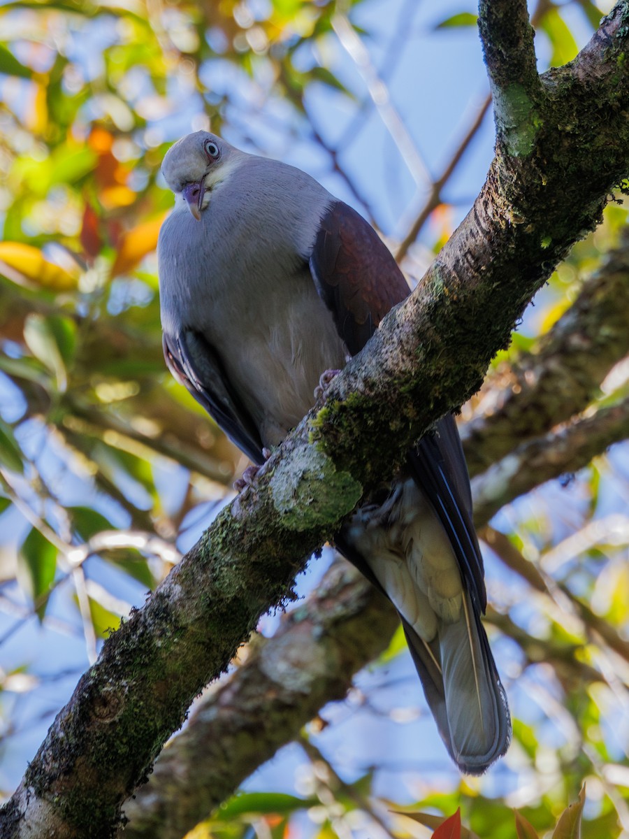 Mountain Imperial-Pigeon - Ng SH