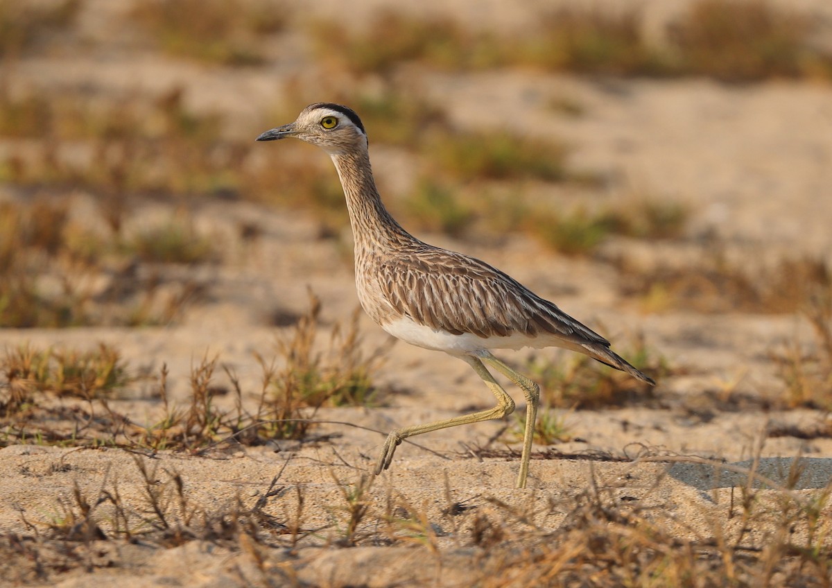 Double-striped Thick-knee - ML617557260