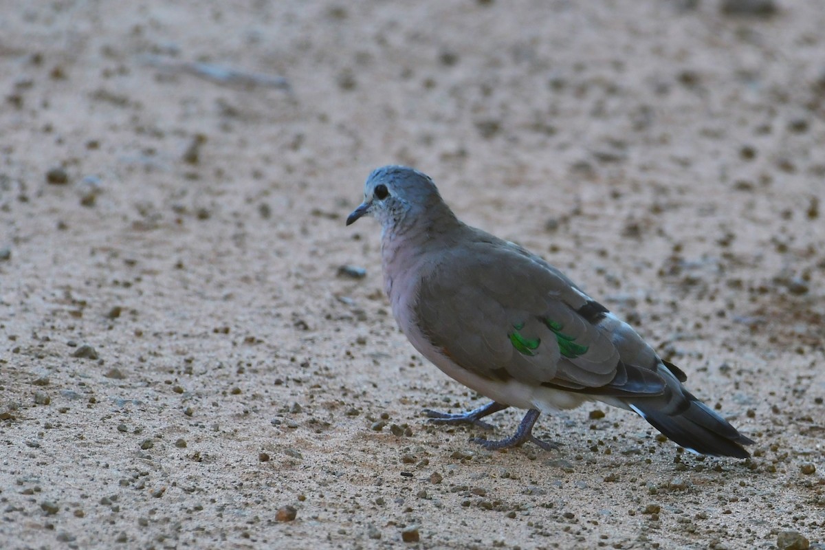 Emerald-spotted Wood-Dove - ML617557280