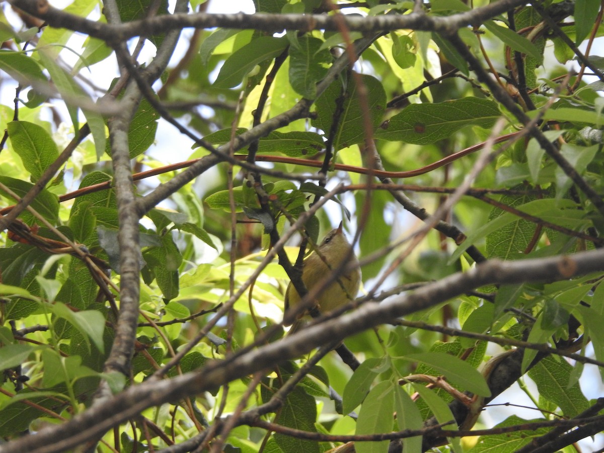 Yellowish-bellied Bush Warbler - ML617557306
