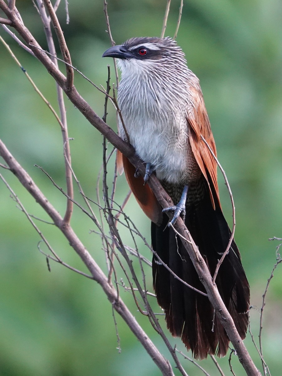 White-browed Coucal - ML617557307