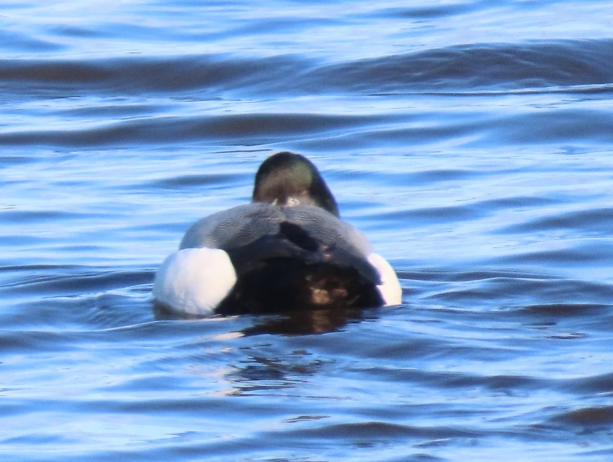 Greater Scaup - ML617557336