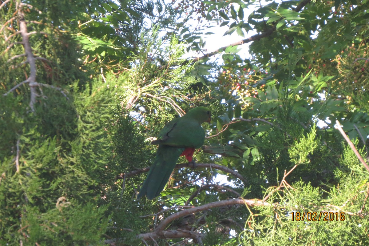 Australian King-Parrot - Hitomi Ward