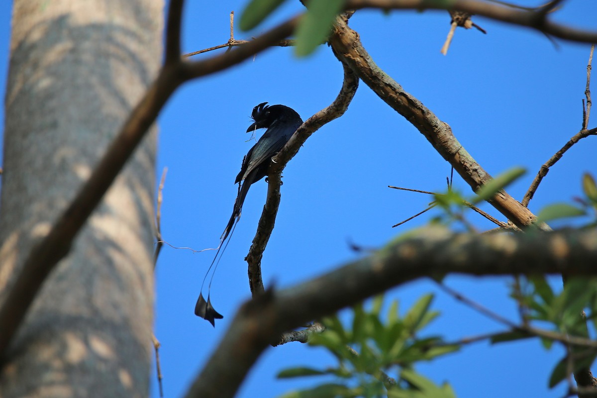 Greater Racket-tailed Drongo - ML617557392