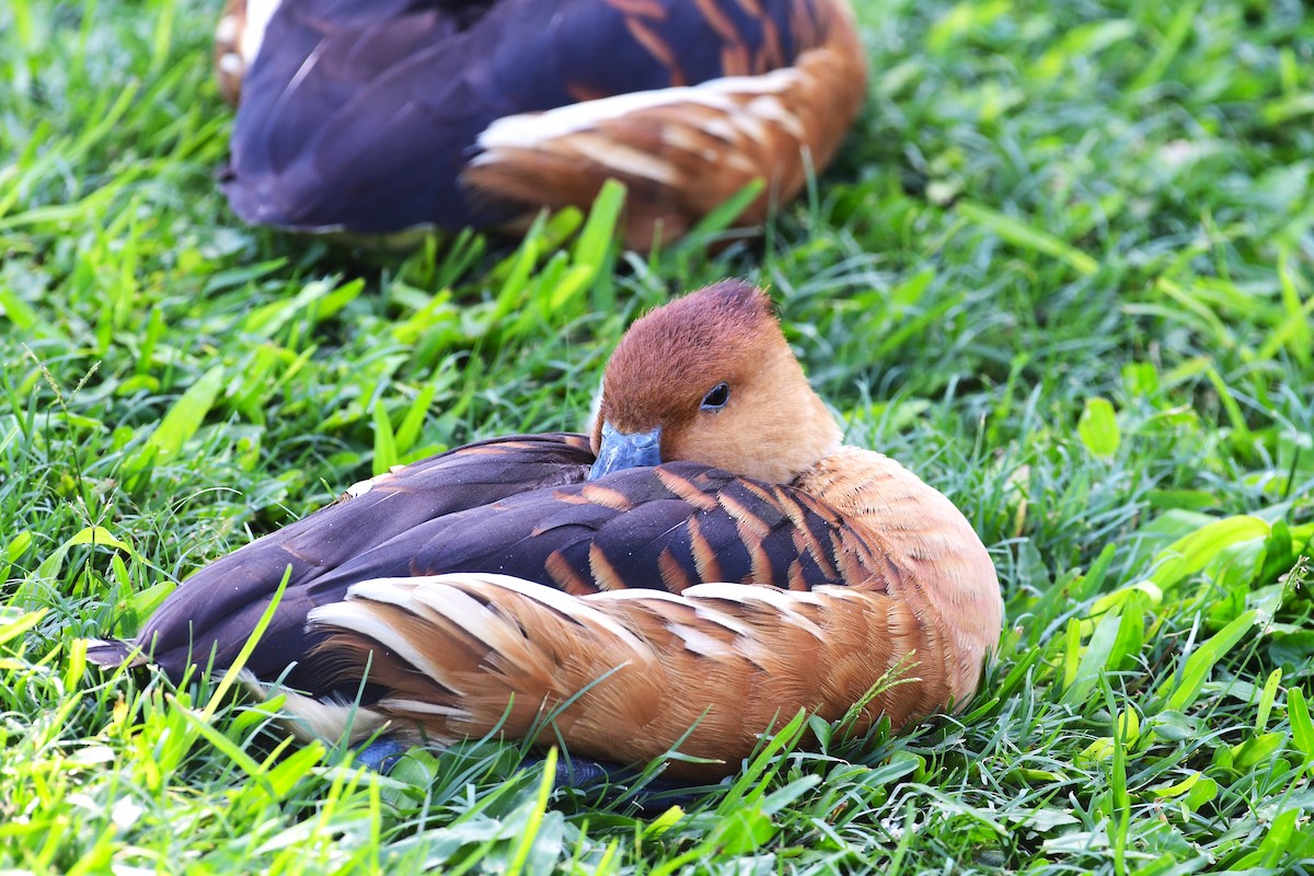 Fulvous Whistling-Duck - Ian Brown