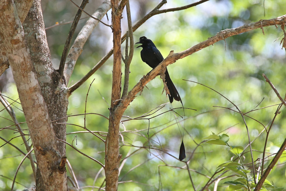 Greater Racket-tailed Drongo - ML617557400