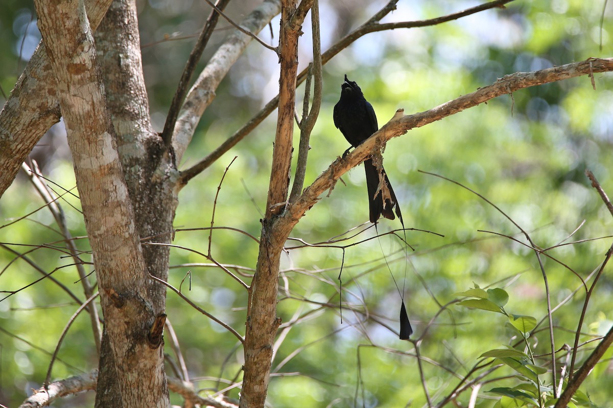 Greater Racket-tailed Drongo - ML617557402