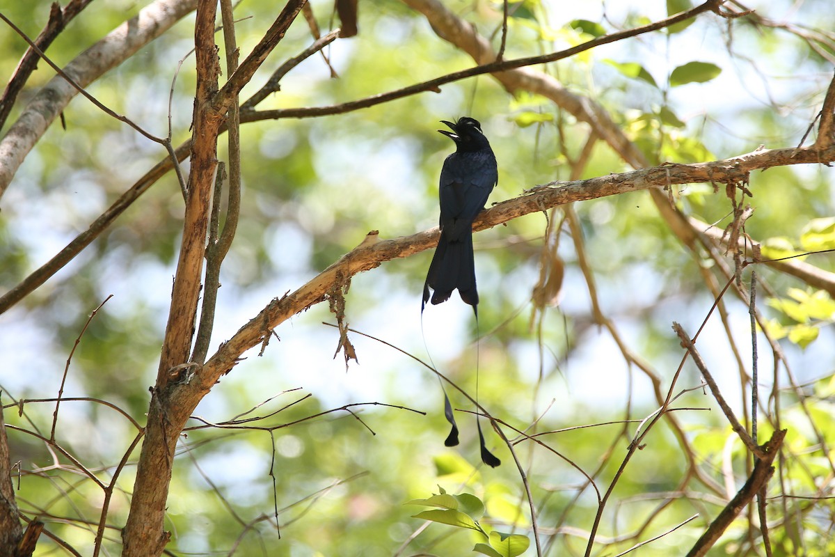 Greater Racket-tailed Drongo - ML617557403