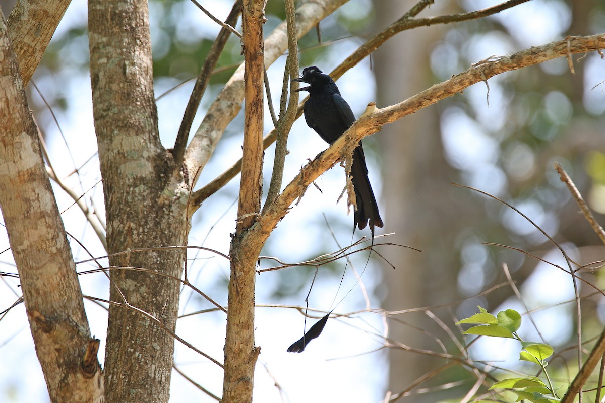 Greater Racket-tailed Drongo - ML617557404