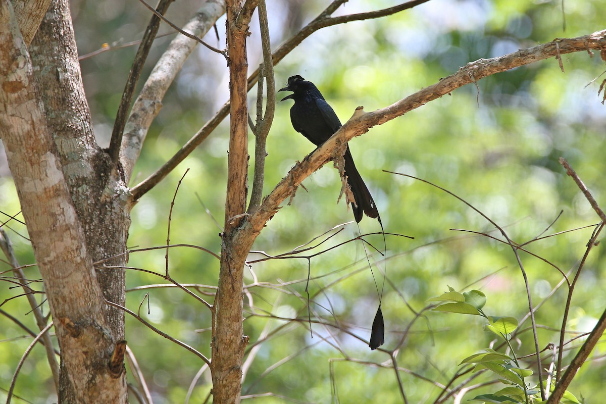 Greater Racket-tailed Drongo - Christian H. Schulze
