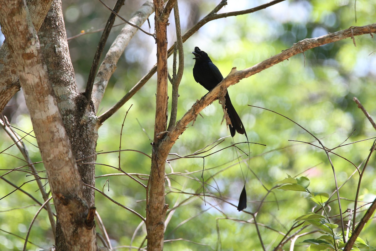 Greater Racket-tailed Drongo - ML617557406