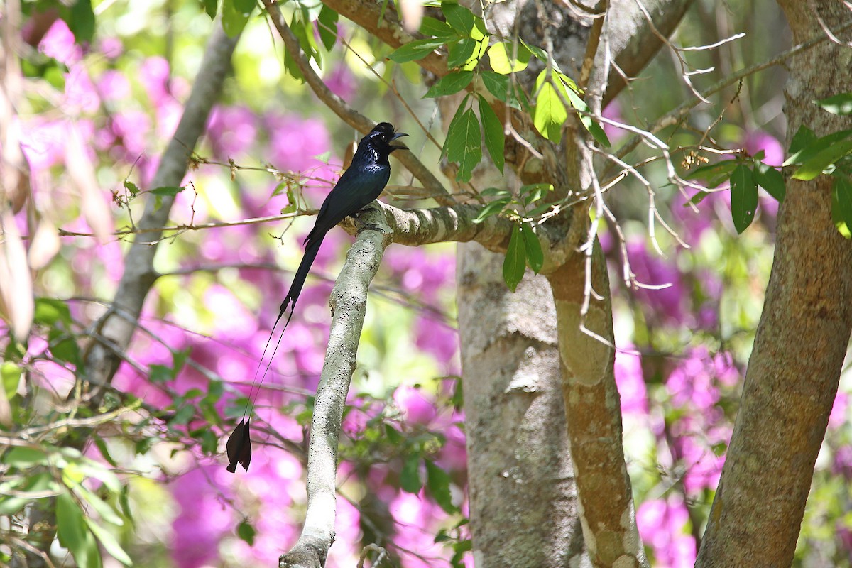 Greater Racket-tailed Drongo - ML617557407
