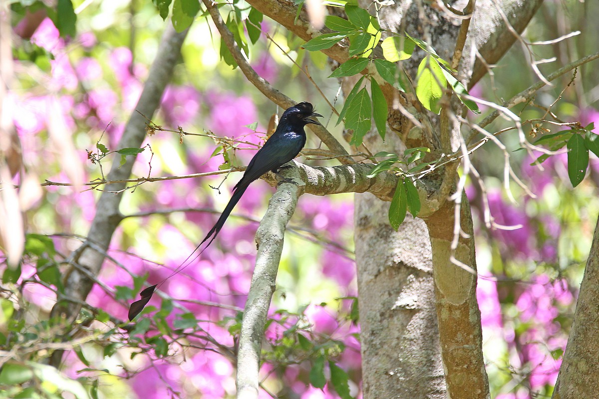 Greater Racket-tailed Drongo - ML617557408