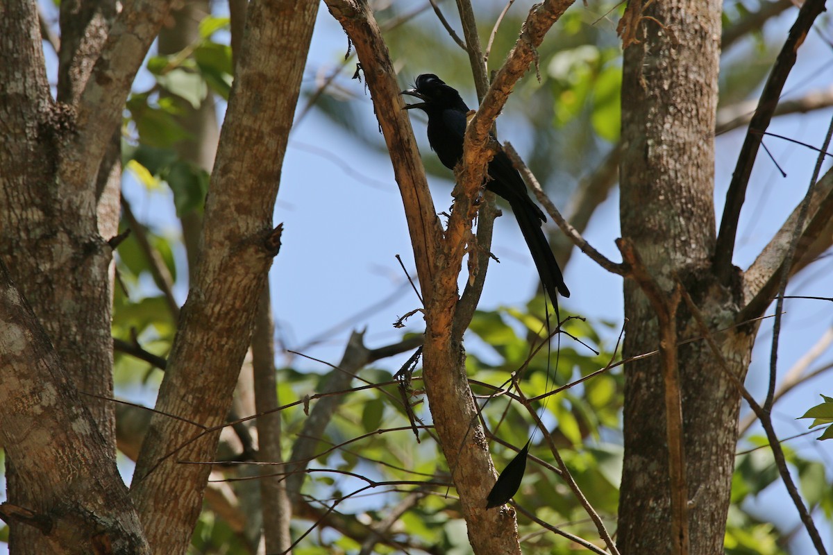 Greater Racket-tailed Drongo - ML617557409