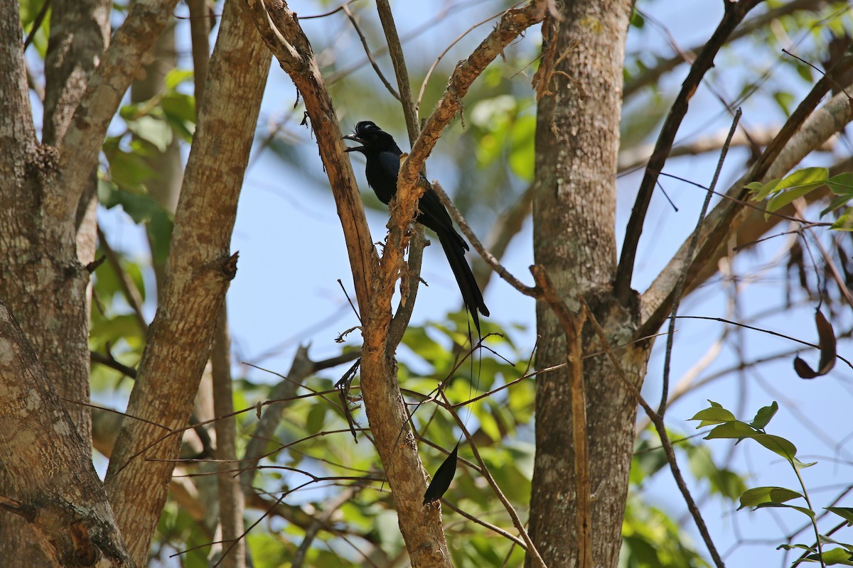 Greater Racket-tailed Drongo - ML617557410