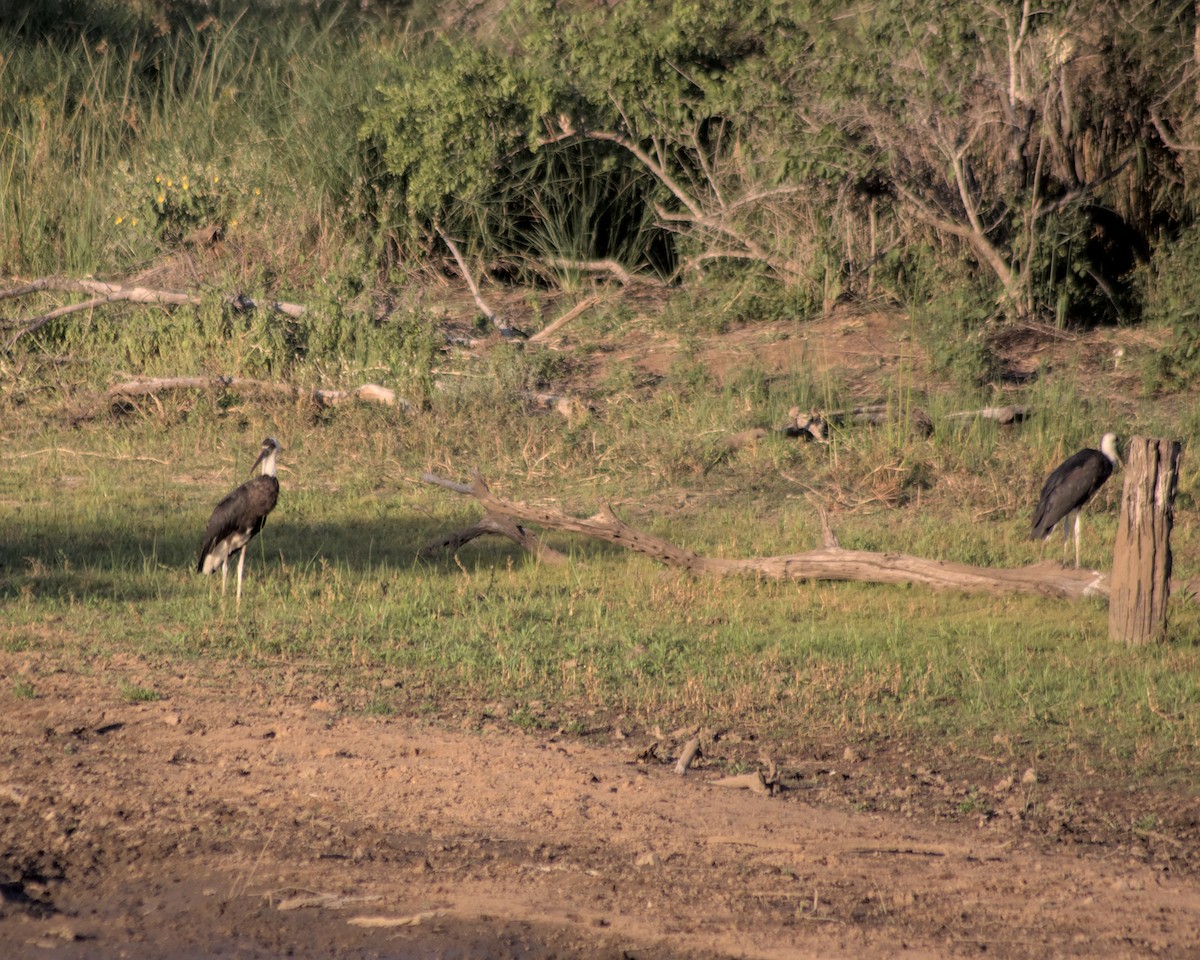 African Woolly-necked Stork - ML617557483