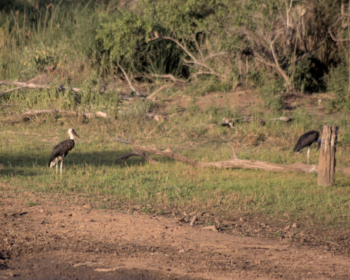 African Woolly-necked Stork - ML617557484