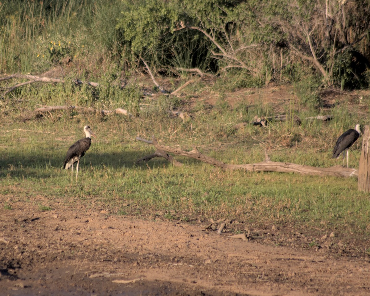 African Woolly-necked Stork - ML617557485